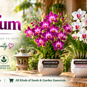Dendrobium