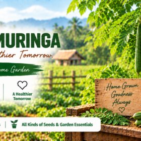 Drumstick / Muringa