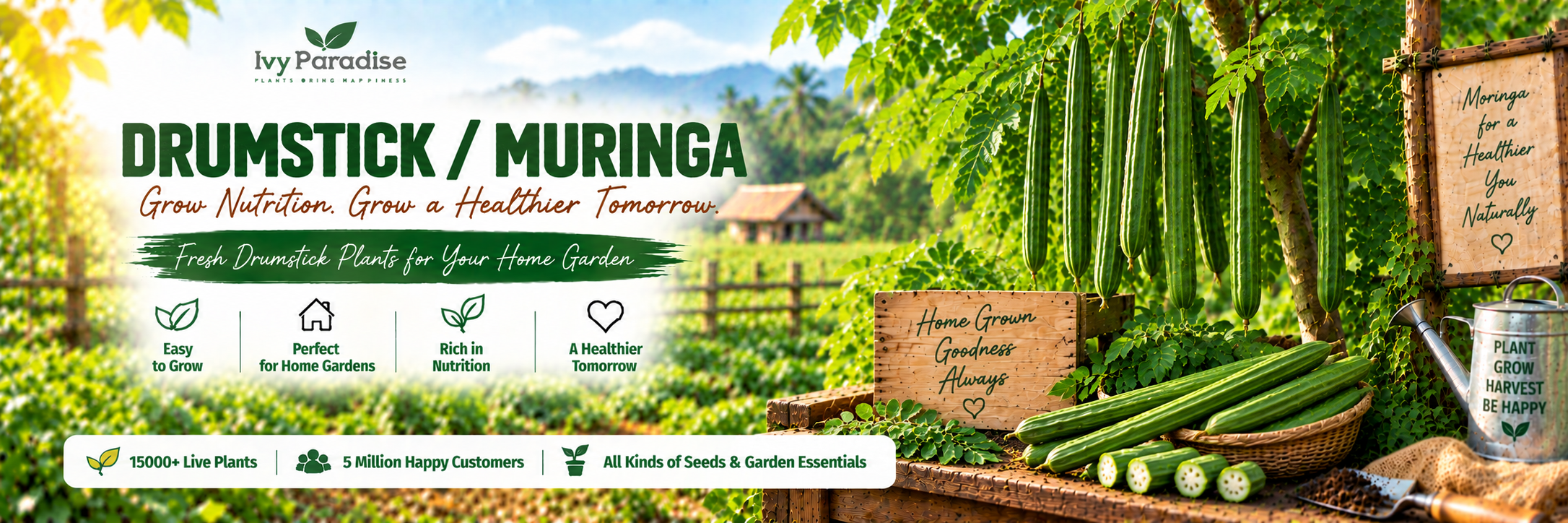 Drumstick / Muringa