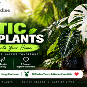 Exotic Foliage Plants