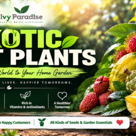 Exotic Fruit Plants