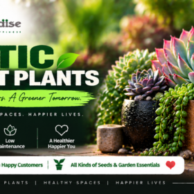 Exotic Succulent Plants