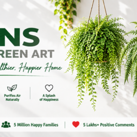 Ferns