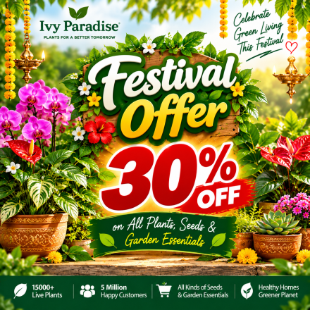 Festival Offer 30%