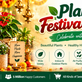 Festival offer