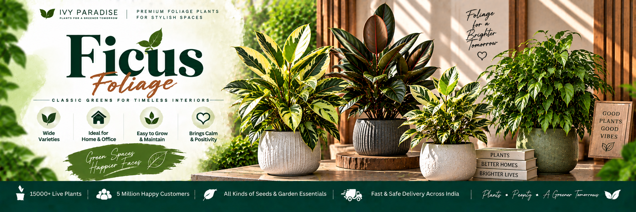 Ficus Foliage