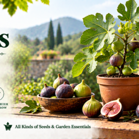 Fig