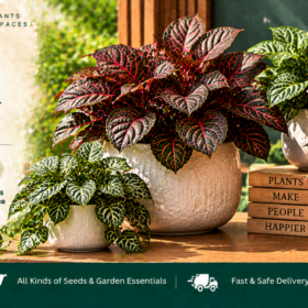 Fittonia foliage
