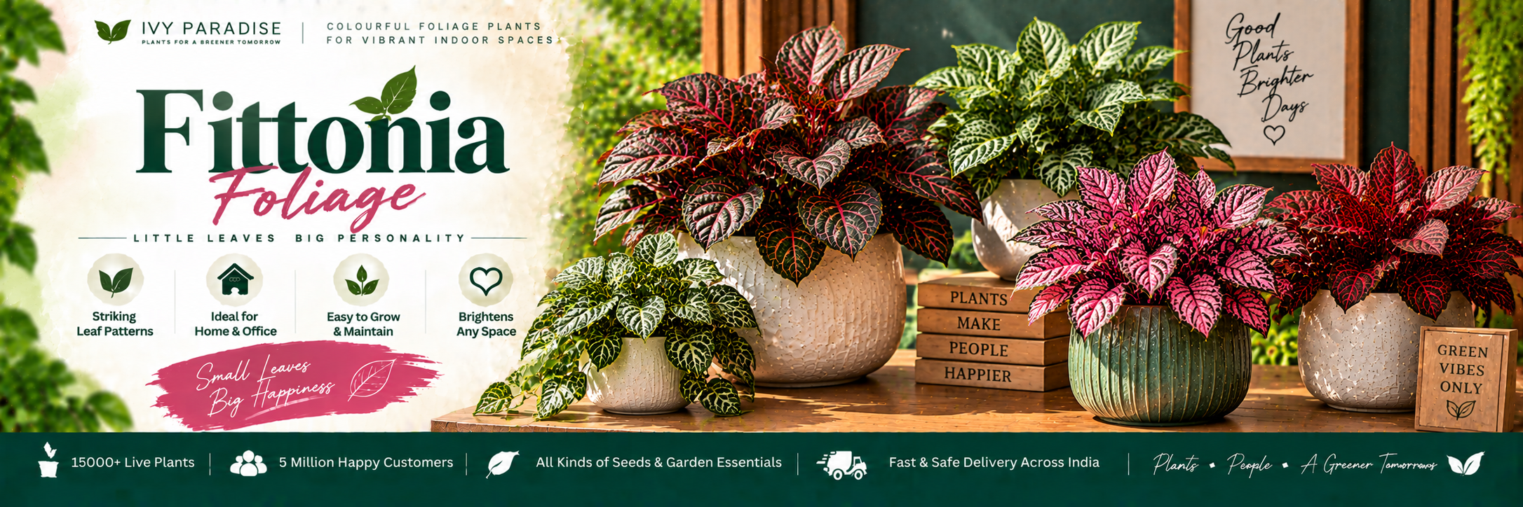 Fittonia foliage