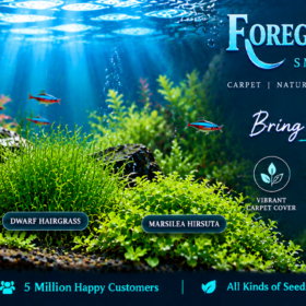 Foreground Aquatic Plant