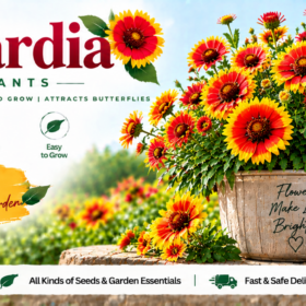 Gaillardia