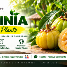 Garcinia