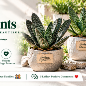 Gasteria