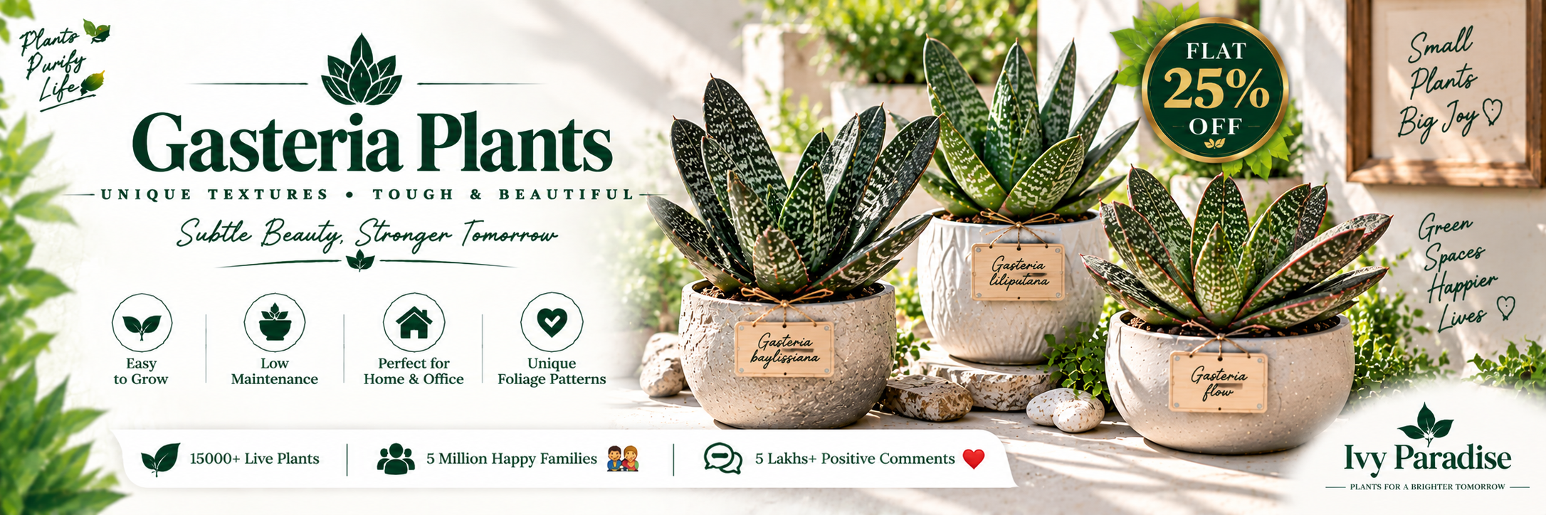 Gasteria