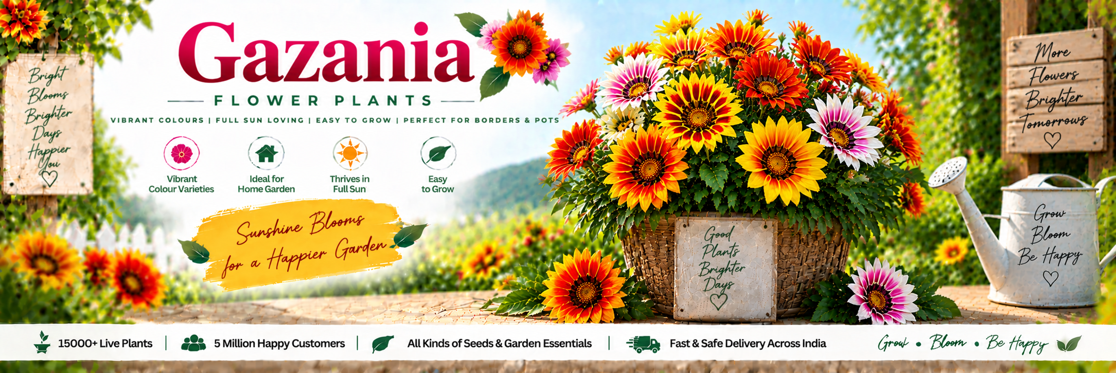 Gazania