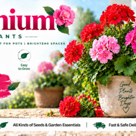 Geranium