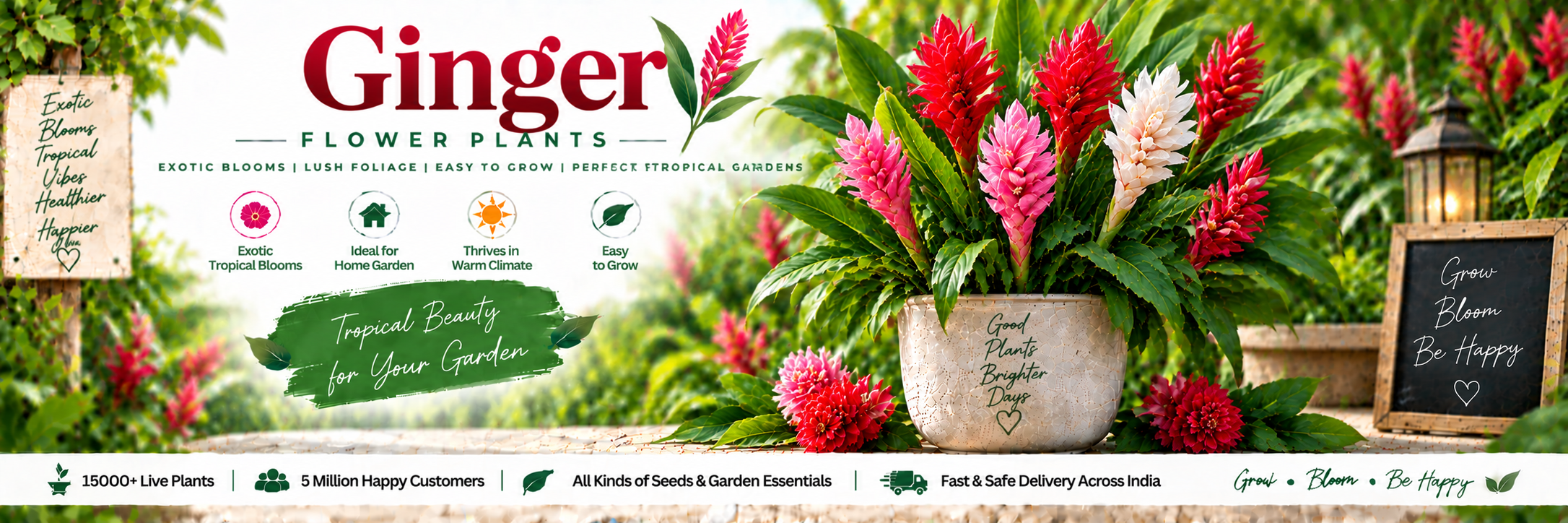Ginger