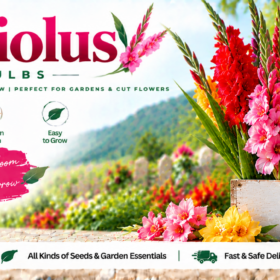 Gladiolus