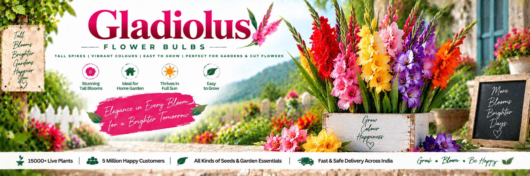 Gladiolus