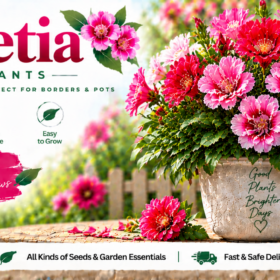 Godetia