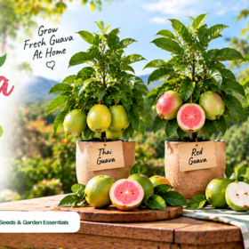 Pera / Guava