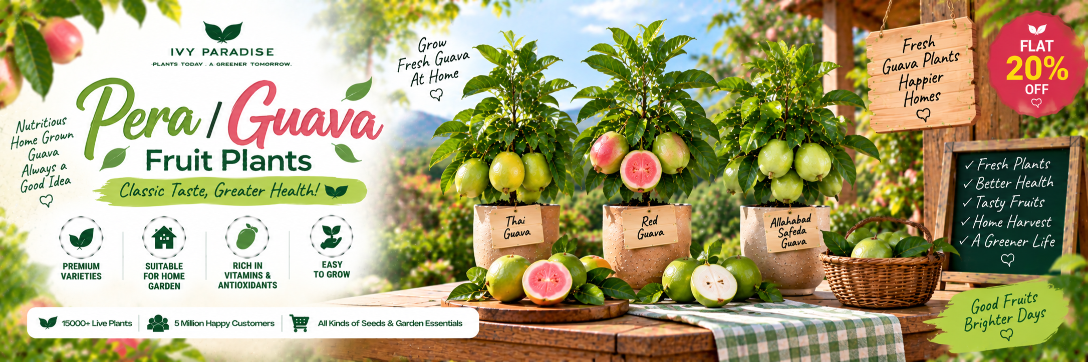 Pera / Guava