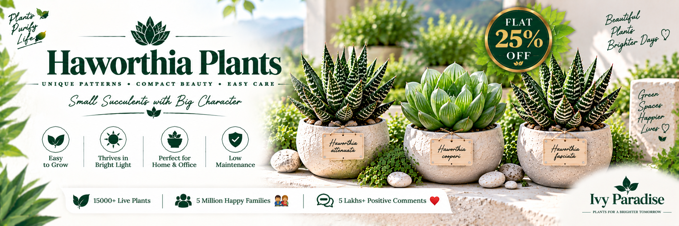 Haworthia