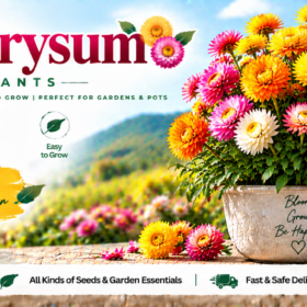 Helichrysum