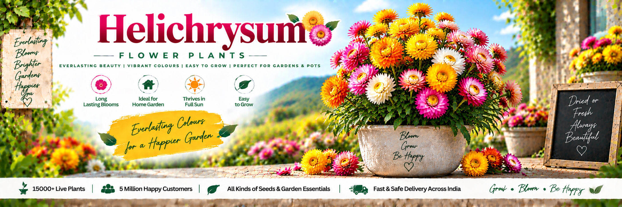 Helichrysum