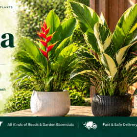 Heliconia Foliage