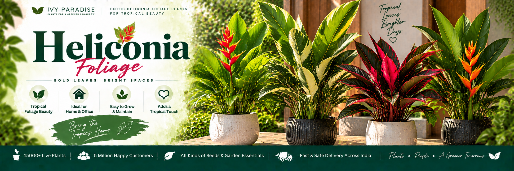 Heliconia Foliage