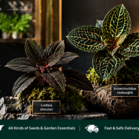 Jewel Orchid