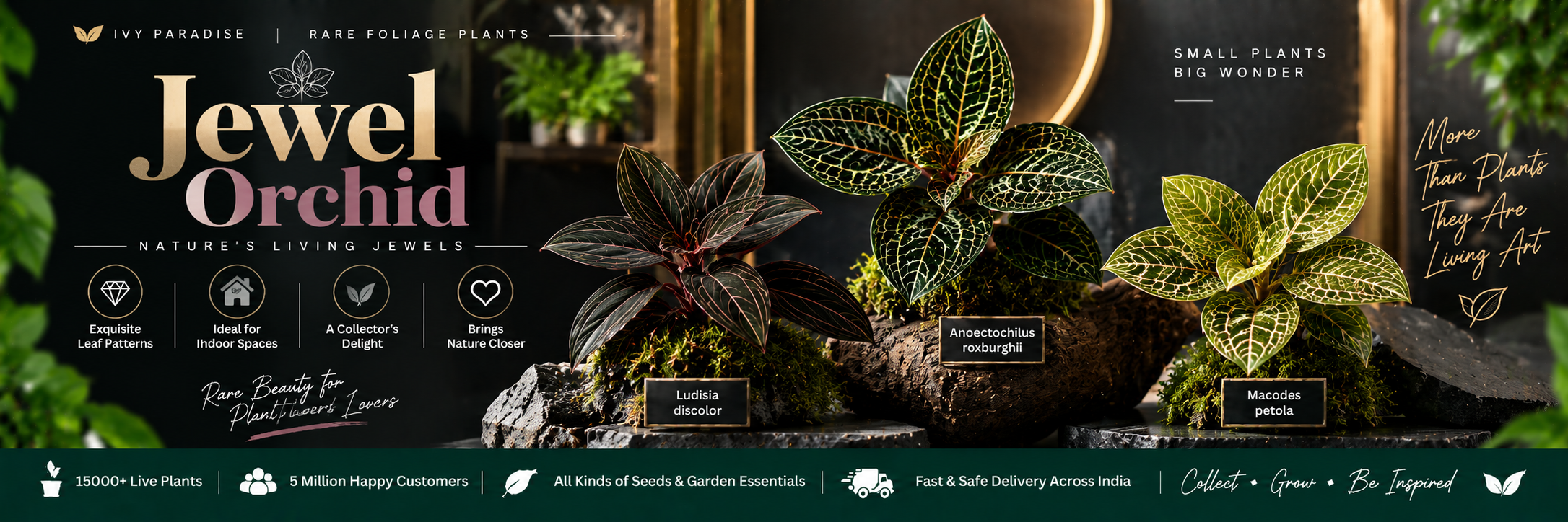 Jewel Orchid