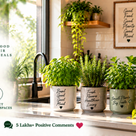 Kitchen Plants