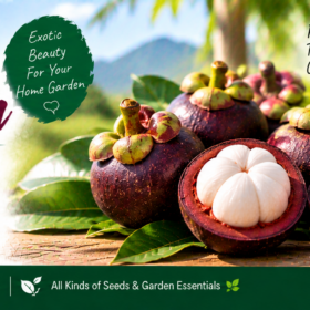 Mangosteen