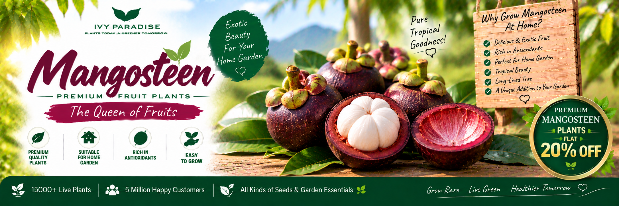 Mangosteen