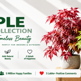 Maple