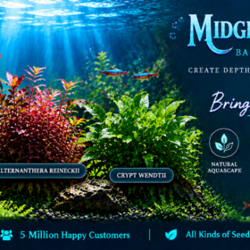 Midground Aquatic Plant