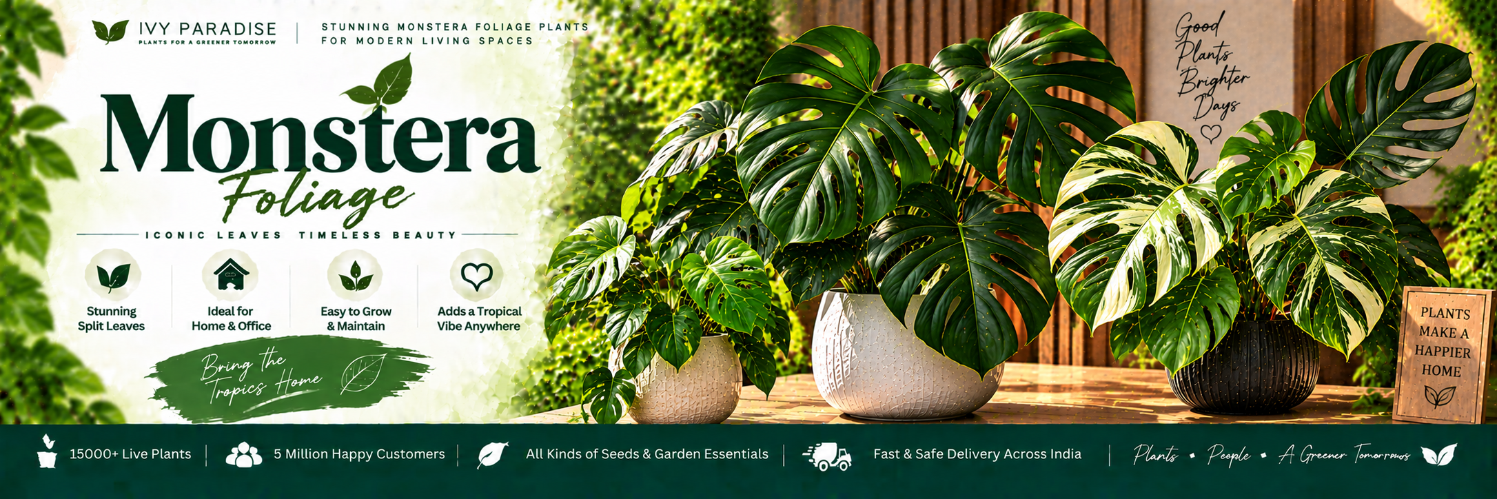 Monstera Foliage