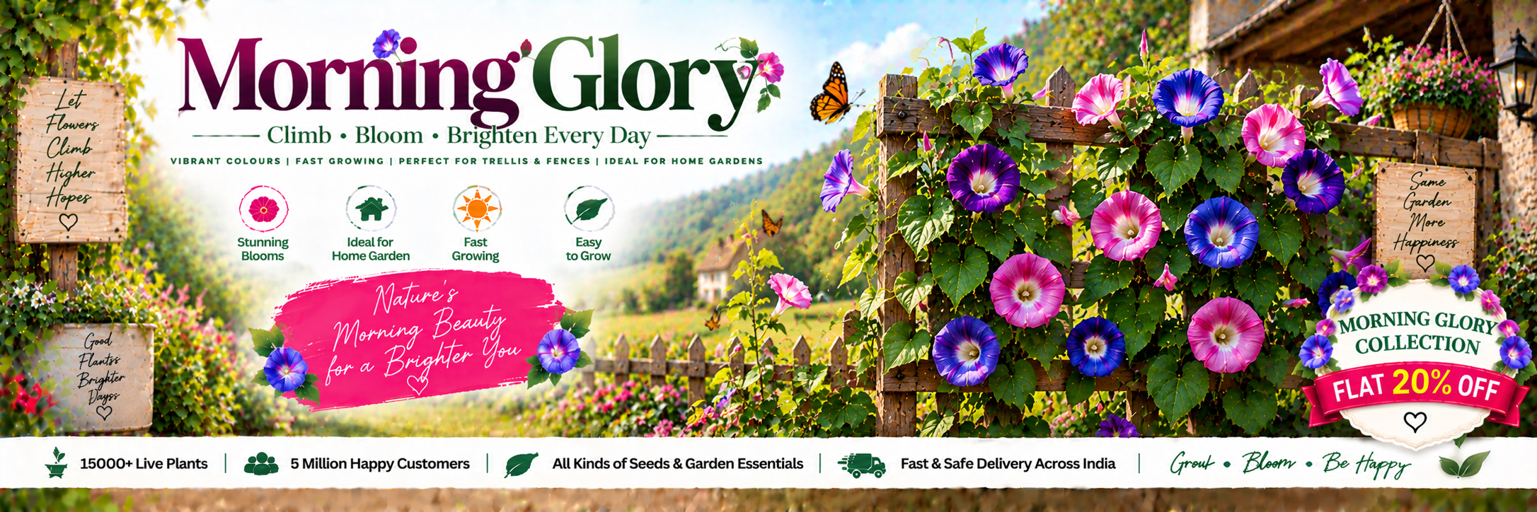 Morning Glory