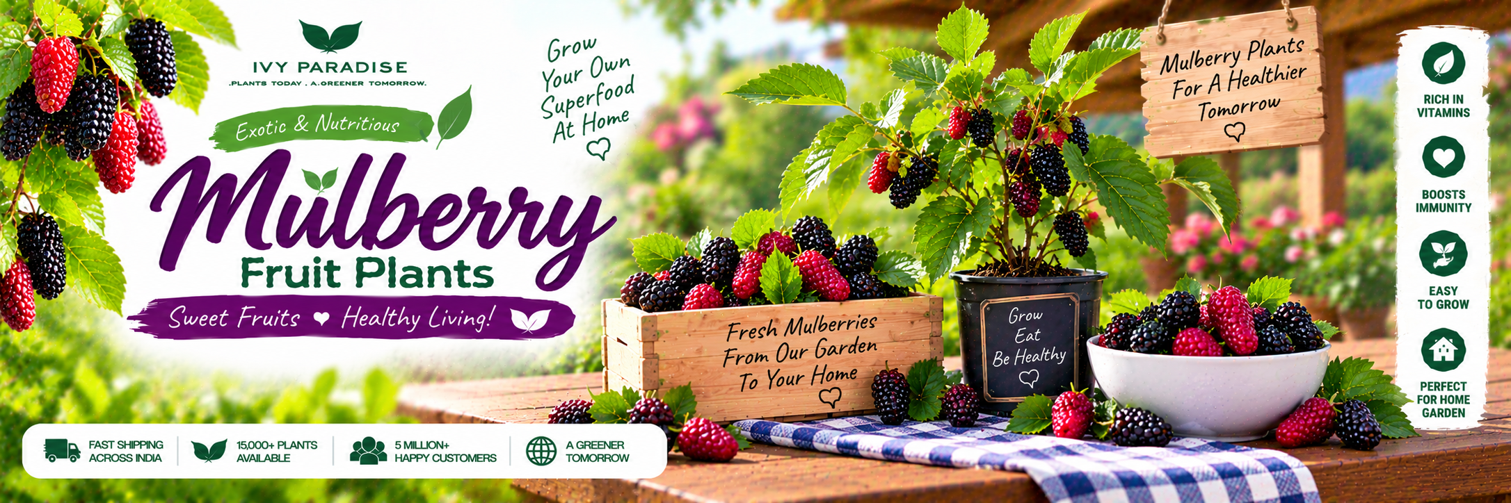 Mulberry