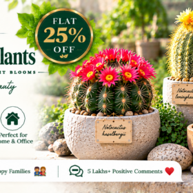 Notocactus (Parodia)
