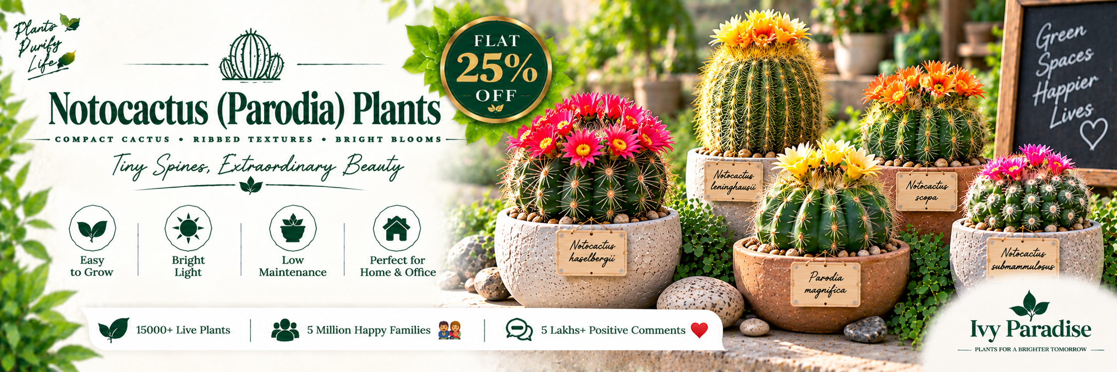 Notocactus (Parodia)