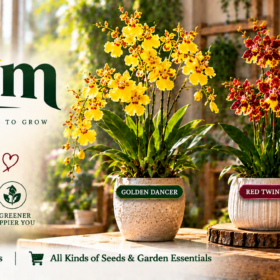 Oncidium