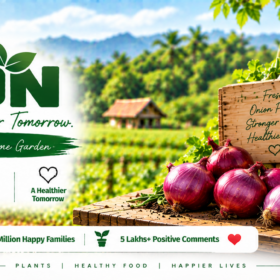 Onion