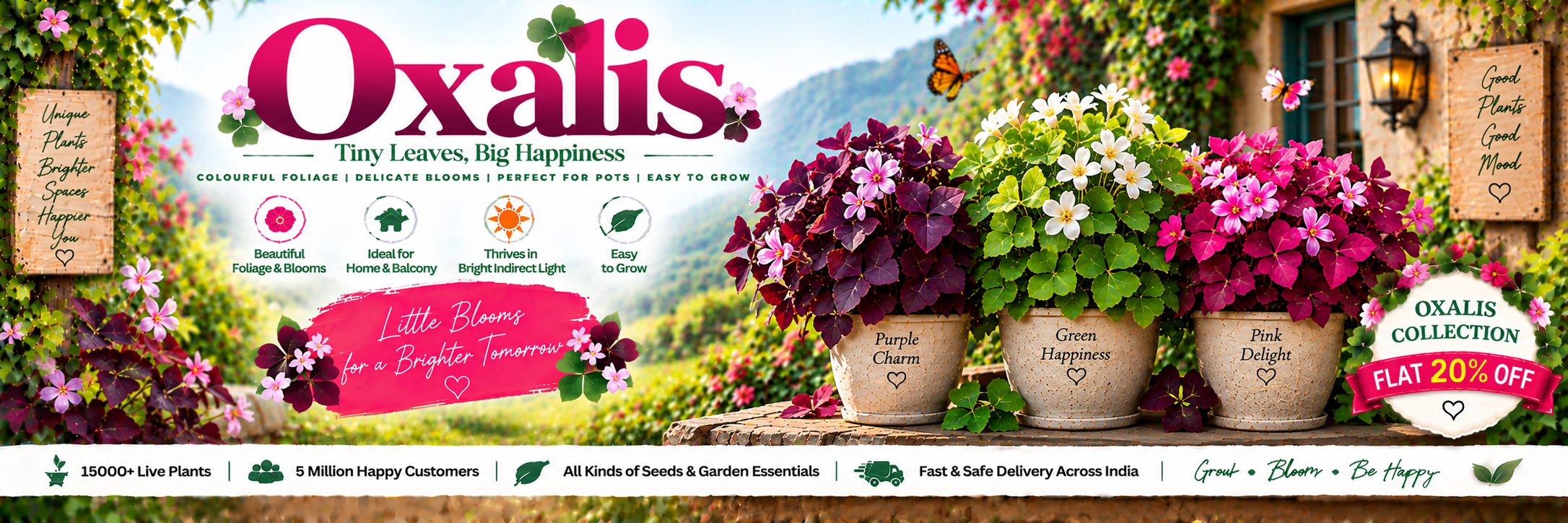 Oxalis
