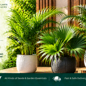 Palm Foliage