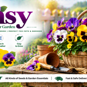 Pansy
