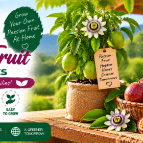 Passion Fruit