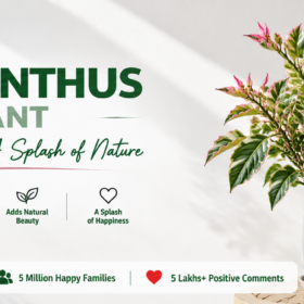 Pedilanthus Plant
